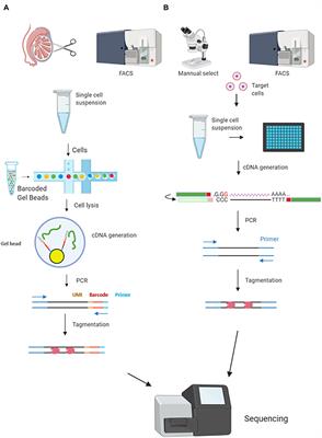 The Application of Single-Cell RNA Sequencing in Mammalian Meiosis Studies